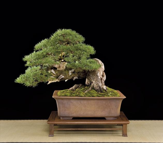 Bonsai, cay canh nghe thuat, cây cảnh nghệ thuật, cay the, cây thế, triển lãm bonsai, trien lam bonsai, triển lãm cây thế, trien lam cay the